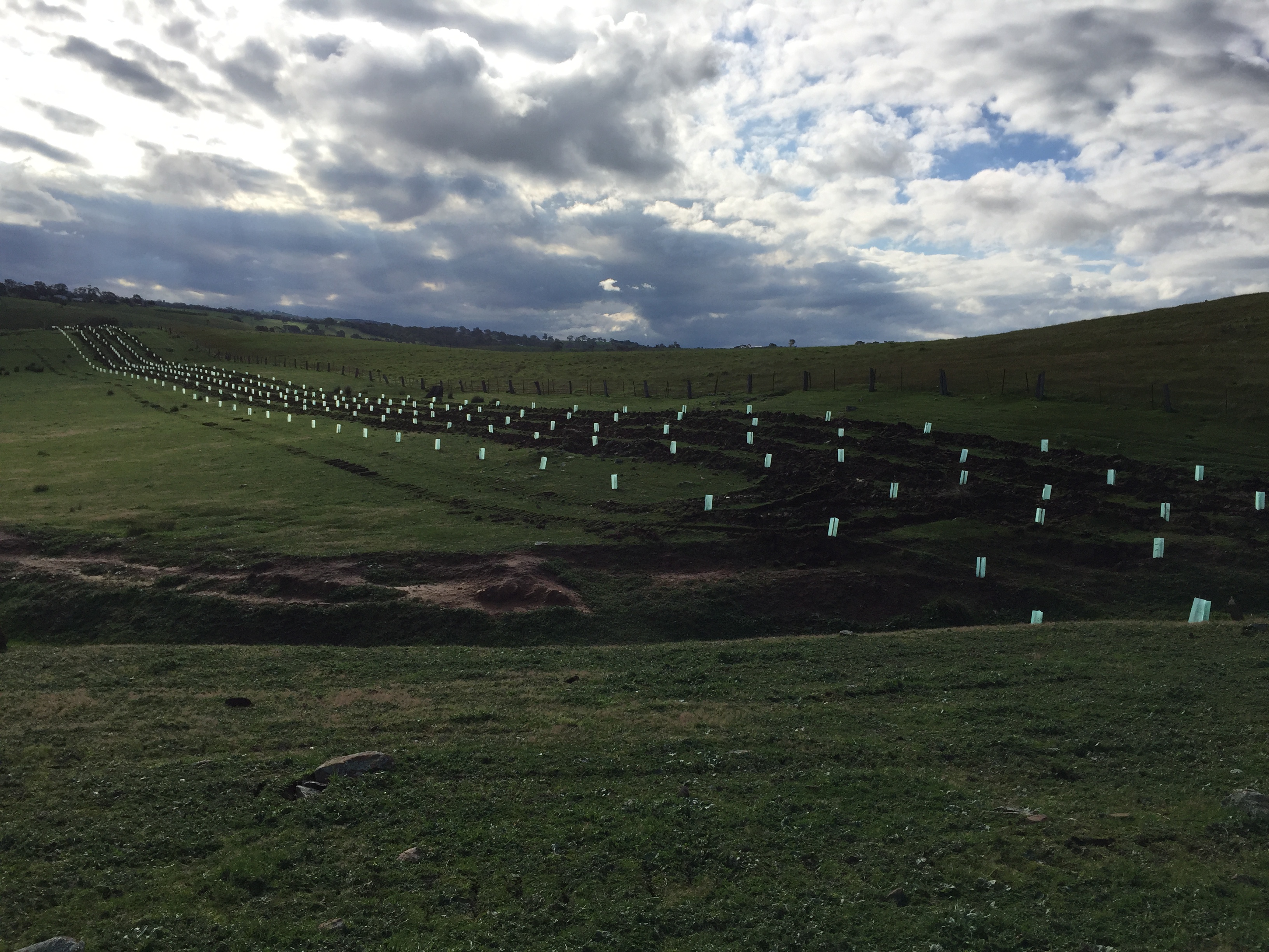 RE-VEGETATION PROGRAMS