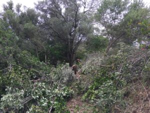 Clearing the path for the new fence line to be installed